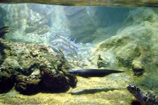 Singapur (60 von 118).jpg